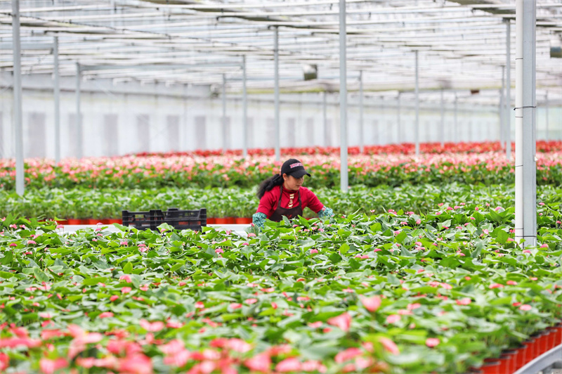 彭泽县蔓谷田园综合体大棚内各式花卉摆放整齐，工人正在打理。袁昕摄